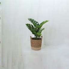 몬스테라 조화 60cm, 혼합색상, 1개