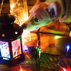 Urban LED 基本款燈泡 USB型 100燈, 顏色, 1個