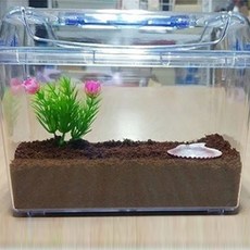 金雲清蝸牛養殖套組, 透明度, 1個