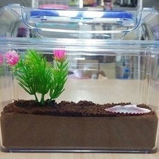 金雲清蝸牛養殖套組奶牛, 透明度, 1個