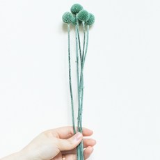 GAPANG 乾花 DRYB084, 08號（綠色）