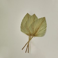 GAPANG 乾花 DRYB230 3p, 04綠色