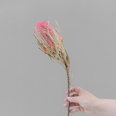 GAPANG 乾花和諧號06, 紅色的