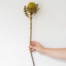 GAPANG 乾燥花人造花 11號, 黃色