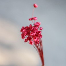 GAPANG 星辰花乾燥花, 紅色 (02號/DRYB12802)