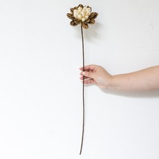 GAPANG 菊花乾花 DRYB117, 棕色（02 號）