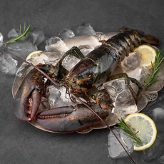 은하수산 캐나다산 랍스타, 450g, 1개