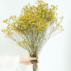 GAPANG 星辰花 乾燥花 DRYB215, 07號 黃色