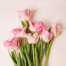 아임플라워 생화 핑크 튤립 센터피스 꽃다발, 혼합색상