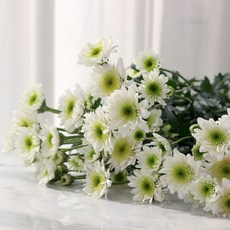 아임 플라워 소국 생화 꽃다발, 혼합색상