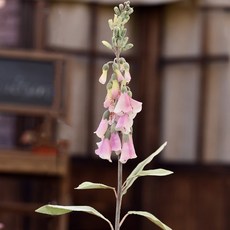 GAPANG 乾燥花 DRYE035, 04號 紫色