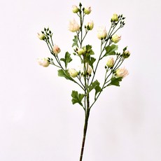 GAPANG 玫瑰乾花05號 DRYE119, 白色的