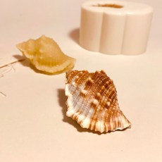 AngleThing 1格貝殼造型矽膠模具 A款 54*37*27mm 2入, 單色