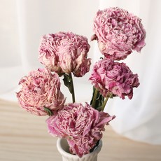 浪漫11月 牡丹 牡丹永生花 隨機出貨 5入, 粉色的