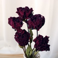 浪漫11月 牡丹 牡丹 乾燥花 5入, 葡萄酒
