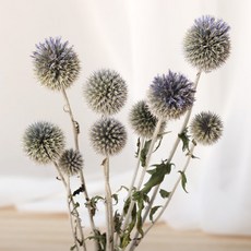 浪漫11月Echinops乾燥花 10入, 混色