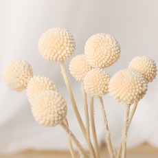 浪漫11月Billy Ball永生花 10入, 白色的