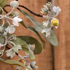 GAPANG 乾花 DRYE101, 黃色數字 02