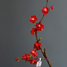 GAPANG 乾花 DRYE017 No. 05, 紅色的