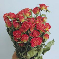 GAPANG 乾花玫瑰 DRYI030, 04紅色