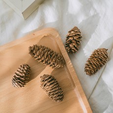 GAPANG 乾花 No.04 DRYB257 5p, 棕色的