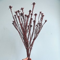 GAPANG 乾花 DRYJ102, 01紅色