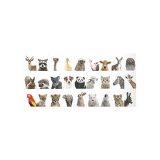 Littlely動物卡 27種 動物屏風, 選項 2 - 沒有名字