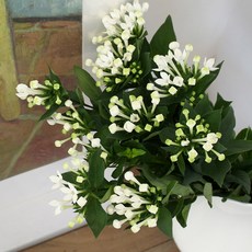 생화 부바르디아 센터피스 꽃다발, 화이트