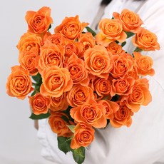 아임 플라워 생화 센터피스 미니장미 오렌지 1다발