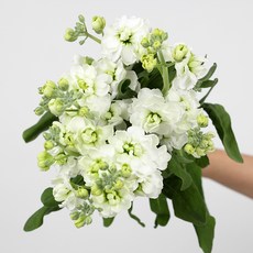 생화 스토크 센터피스 꽃다발, 화이트