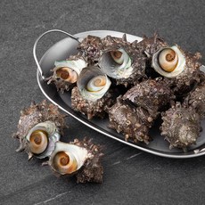 단디프레시 통영 자연산 뿔소라 (냉장), 1.5kg, 1개