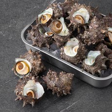 단디프레시 통영 자연산 뿔소라 (냉장), 2kg, 1개