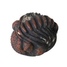 教育海洋生物化石發掘三葉蟲 SL4, 1個