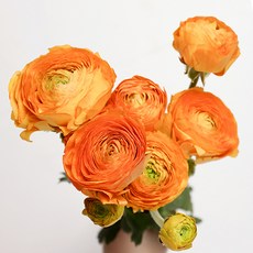 아임플라워 생화 라넌큘러스 꽃다발 센터피스, 오렌지