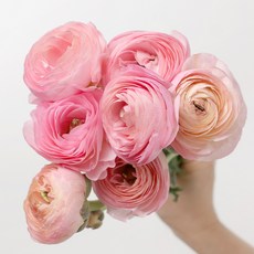 아임플라워 생화 라넌큘러스 꽃다발 센터피스, 핑크