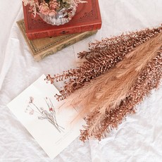 Cojeut草原永生花乾燥花 3入, 棕色的