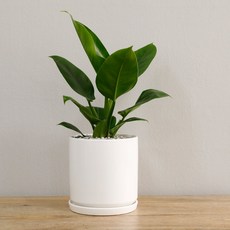 홈트너 극락조 대, 1개