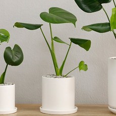 홈트너 몬스테라 중, 1개