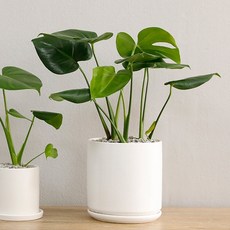 홈트너 몬스테라 대, 1개