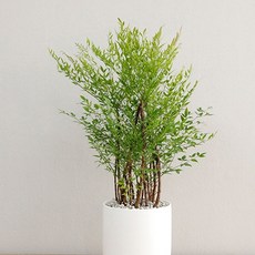 홈트너 남천나무 대, 1개