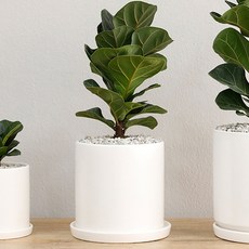 홈트너 떡갈고무나무 중, 1개