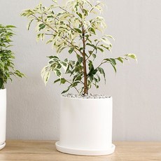 홈트너 벤자민 중, 1개