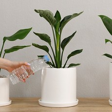 홈트너 극락조 중, 1개