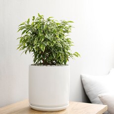 홈트너 벤자민 대, 1개