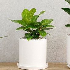 홈트너 뱅갈고무나무 중, 1개