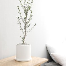 홈트너 올리브나무 대, 1개