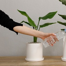 홈트너 극락조 소, 1개