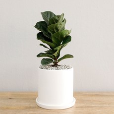 홈트너 떡갈고무나무 대, 1개