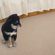 SANKO Okudake Kyuchaku PIKAPIKA PET 寵物保護墊 寵物墊 10片, 米色