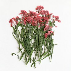 checkstory 壓制Alisium莖20p, 紅色染料